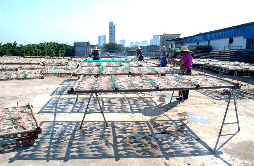 圖為漁民將章魚加工后晾曬干。徐紹榮攝