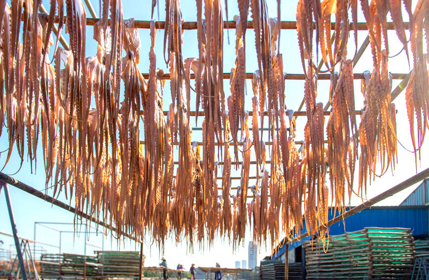 圖為曬干的章魚變得金黃。徐紹榮攝