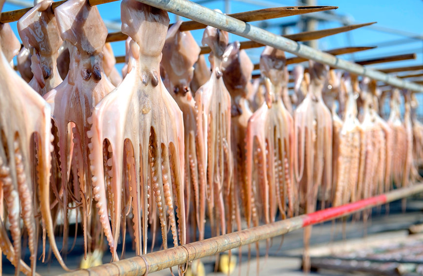 圖為曬干的章魚(yú)慢慢變得金黃。徐紹榮攝