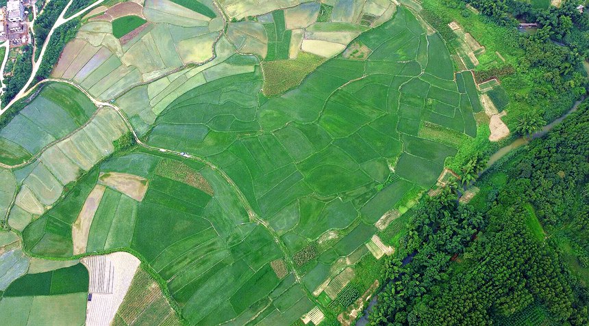 王竹村千畝良田日益煥發(fā)出勃勃生機(jī)與活力。侯呈志攝