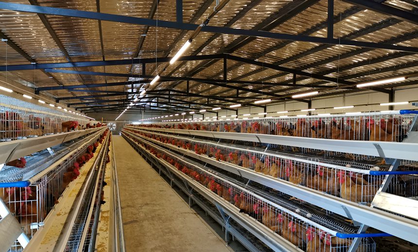 興寧區(qū)富鳳雞產(chǎn)業(yè)示范區(qū)智慧化生態(tài)養(yǎng)殖三層籠舍。廣西富鳳農(nóng)牧集團(tuán)供圖