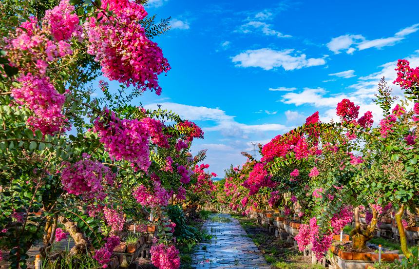 興寧區(qū)三塘鎮(zhèn)十里花卉長(zhǎng)廊南國(guó)紫薇園紫薇花開(kāi)。覃偉釗攝
