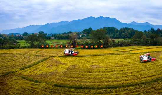 崔家鄉(xiāng)的富硒稻谷采收忙。興安縣崔家鄉(xiāng)政府供圖