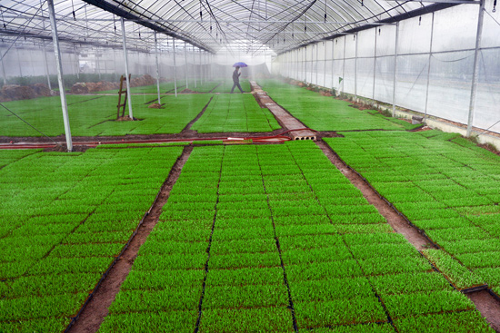 崔家鄉(xiāng)的全新農(nóng)機專業(yè)合作社里水稻溫室育秧。興安縣崔家鄉(xiāng)政府供圖