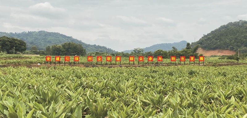 竹山村郁金中藥材種植示范基地一派生機(jī)勃勃。憑祥鎮(zhèn)黨建辦供圖