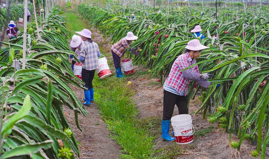 工人忙著采摘火龍果。何廣應攝