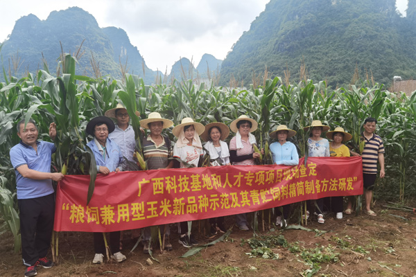 專家對(duì)糧飼兼用型玉米品種進(jìn)行現(xiàn)場(chǎng)查定。