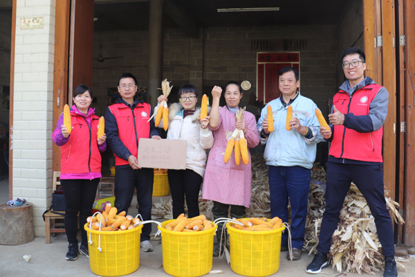 糧飼兼用型玉米兆玉215喜獲豐收。