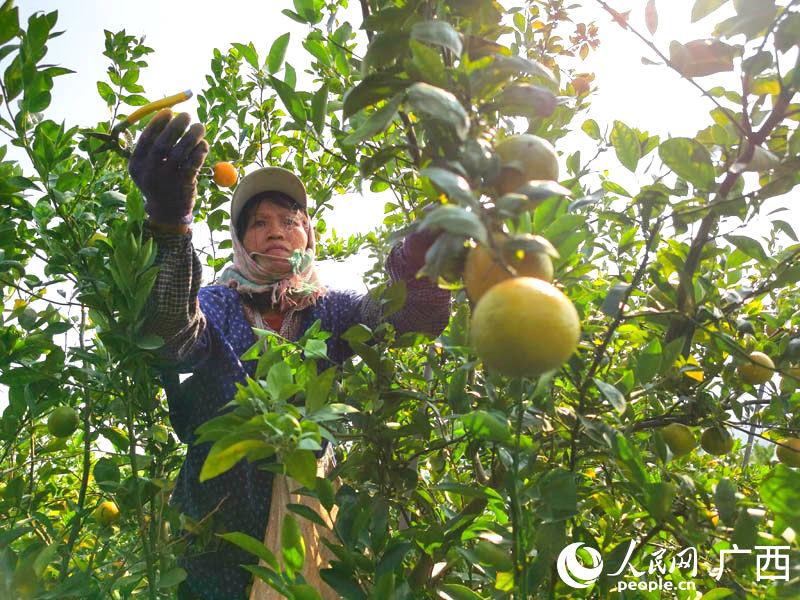 工人在果園中采摘成熟貢柑。人民網(wǎng) 付華周攝
