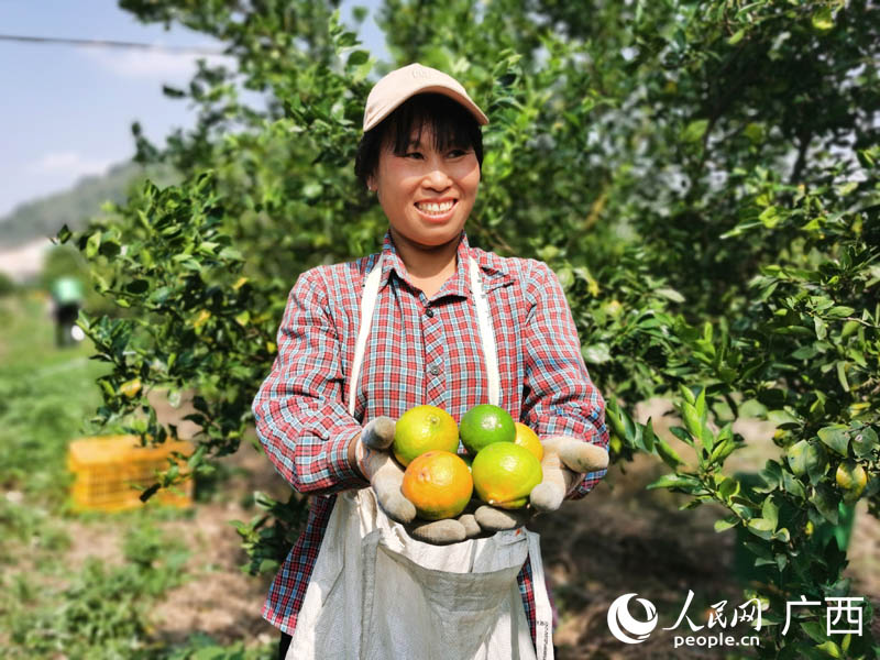 工人展示剛采摘的新鮮貢柑。人民網(wǎng) 付華周攝