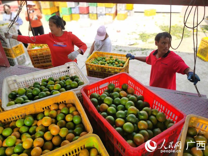 工人將打包好的貢柑裝上貨車。人民網(wǎng) 付華周攝
