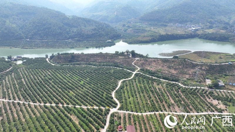 依水而建的果園。人民網(wǎng) 付華周攝