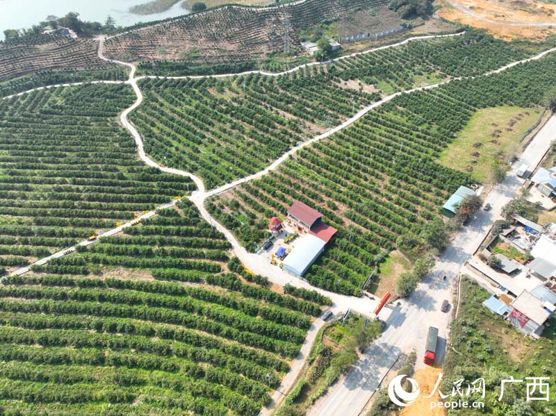 交通便利的金桔利貢柑產(chǎn)業(yè)園。人民網(wǎng) 付華周攝