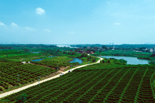 貴港市港南區(qū)東津鎮(zhèn)石連村的沖口百香果種植園。