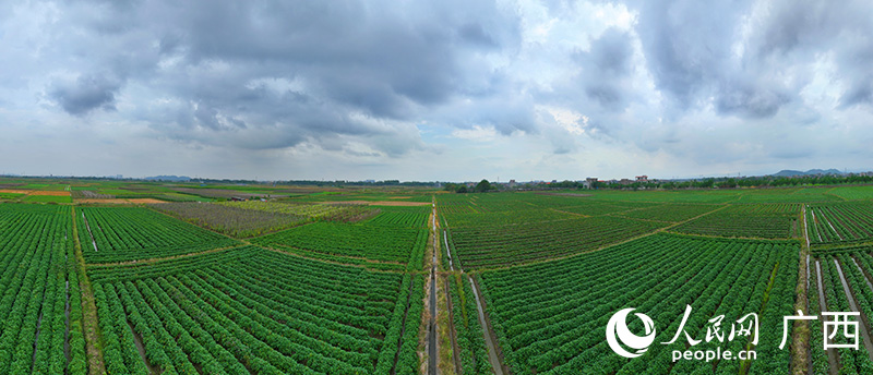 玉州區(qū)仁厚鎮(zhèn)千畝紅薯種植基地。人民網(wǎng) 付華周攝