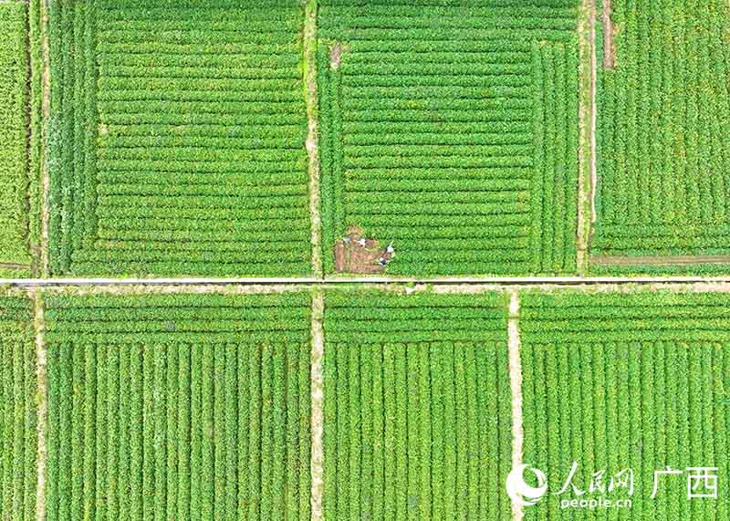 縱橫交錯(cuò)的紅薯田。人民網(wǎng) 付華周攝