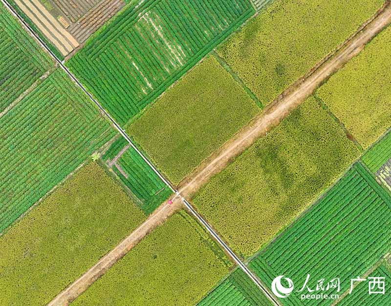 人們在基地里將水稻與紅薯混種。人民網(wǎng) 付華周攝