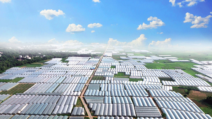 寧海村大棚鳥(niǎo)瞰圖。