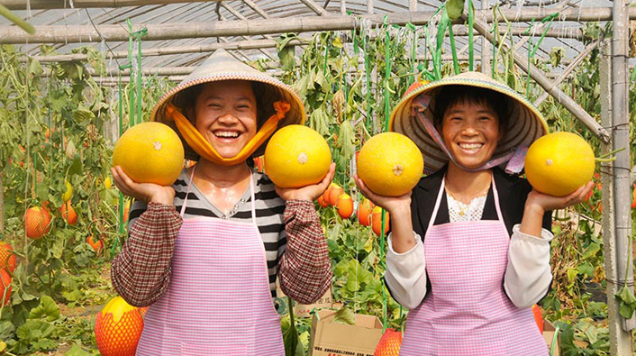 村民家家戶戶種植大棚，走出了一條靠大棚種植發(fā)家致富的康莊之路