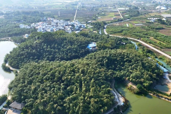 俯瞰百樂竹海。胡兆雙攝