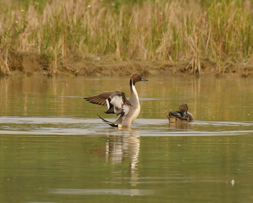 鏡頭記錄到一只針尾鴨展翅的姿態(tài)。黃偉林?jǐn)z