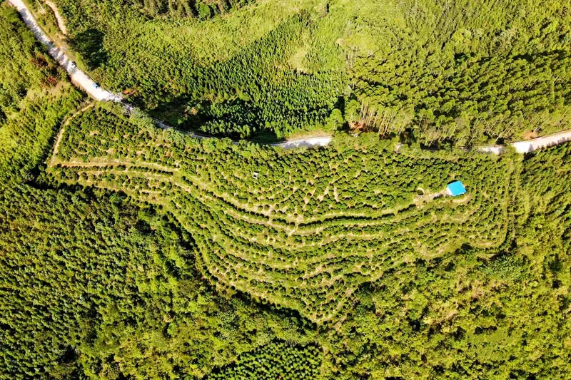 圖為弄汪村沙糖桔產(chǎn)業(yè)俯瞰圖。農(nóng)金錦攝