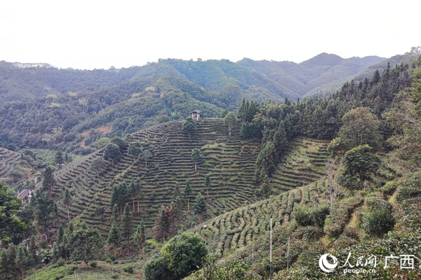 六堡茶茶園。人民網(wǎng)記者 王勇攝
