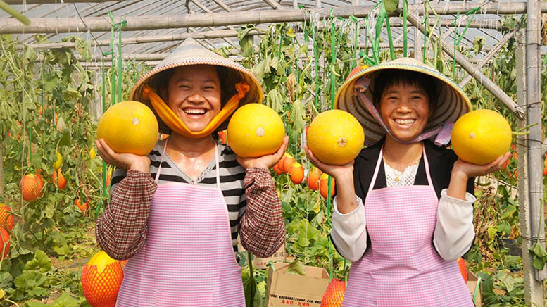 村民家家戶戶種植大棚，走出了一條靠大棚種植發(fā)家致富的康莊之路。