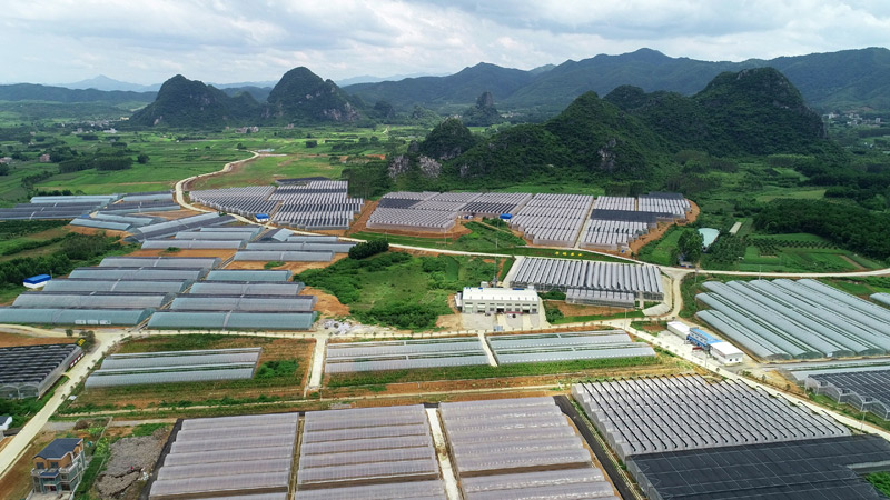 平桂區(qū)羊頭鎮(zhèn)龍山村設(shè)施農(nóng)業(yè)產(chǎn)業(yè)園鳥瞰圖。