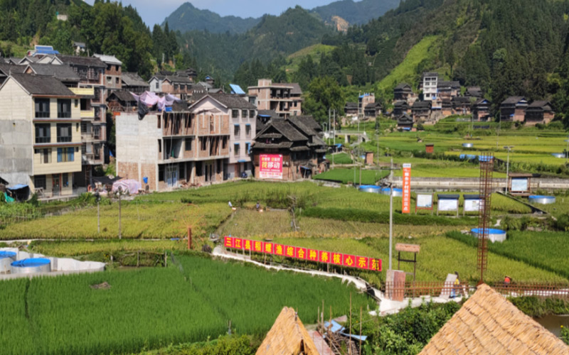 獨(dú)峒鎮(zhèn)具盤村稻螺基地。