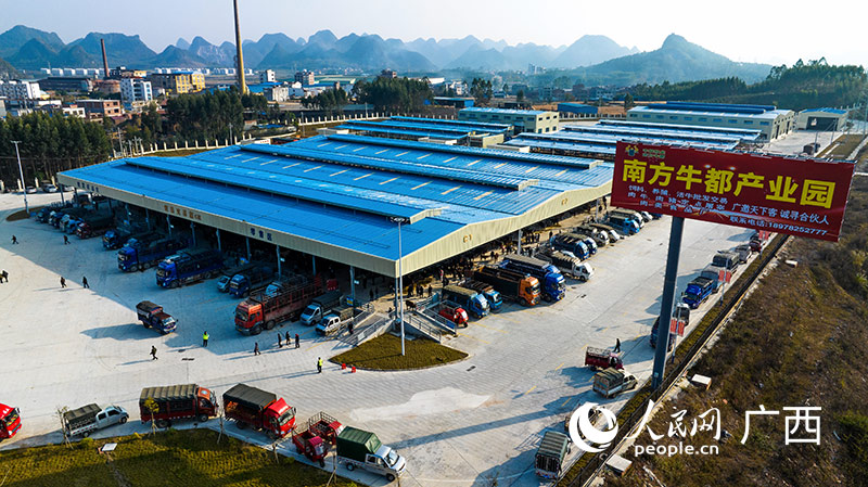 前來南方牛都產(chǎn)業(yè)園交易活牛的運(yùn)輸車輛絡(luò)繹不絕。人民網(wǎng)記者 嚴(yán)立政攝