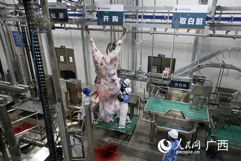 工作人員正在屠宰加工肉牛。人民網(wǎng)記者 嚴立政攝