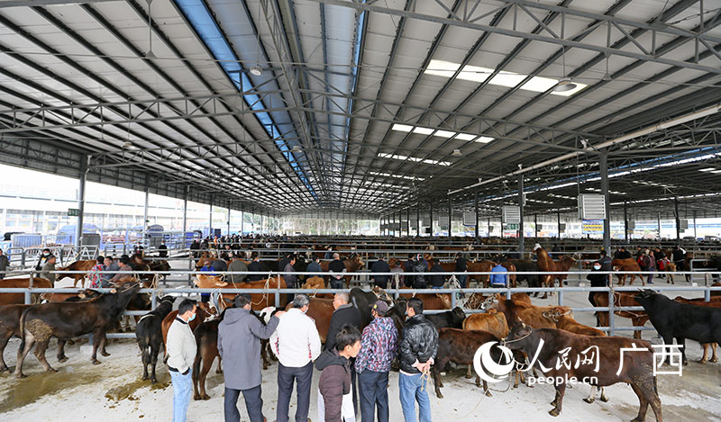 火紅的活牛交易市場。人民網(wǎng)記者 嚴(yán)立政攝