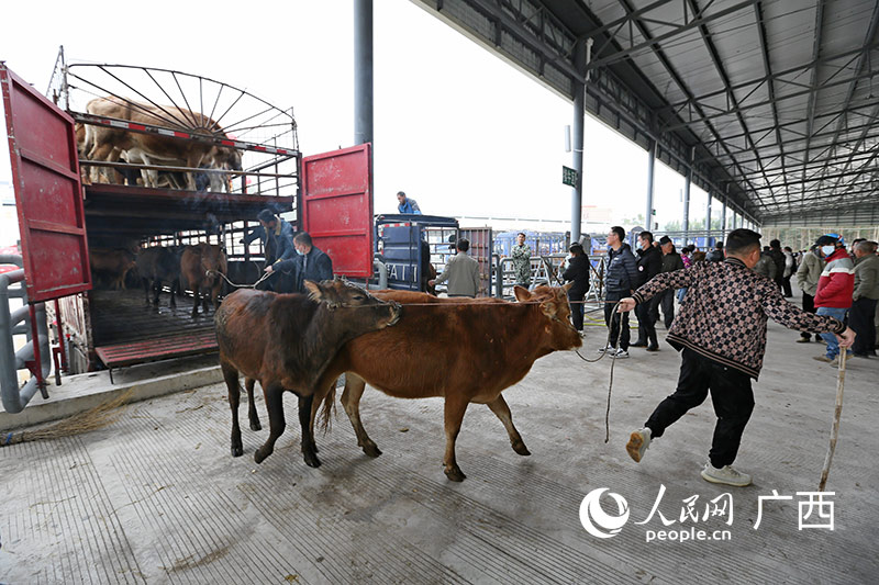 火紅的活牛交易市場。人民網(wǎng)記者 嚴(yán)立政攝