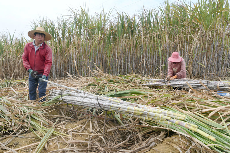 蔗農(nóng)在甘蔗地里砍收甘蔗