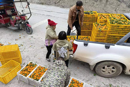 西林縣那勞鎮(zhèn)：果農(nóng)喜摘沙糖桔“致富果” 收入豐厚樂開懷時下，正值西林縣沙糖桔成熟采摘上市之季。那勞鎮(zhèn)二級公路旁邊，果農(nóng)正忙著剪果、拉果、過秤、裝車，寒冷的冬日里到處是一片豐收的景象?！驹敿?xì)】 