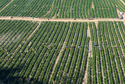 西林：樟樹小青椒 增收新產(chǎn)業(yè)樟樹小青椒是黃鐵保根據(jù)西林的氣候特征和自然資源優(yōu)勢今年秋季引種的辣椒新品種，易種易管且品質(zhì)好、效益高，市場前景十分看好……【詳細(xì)】 