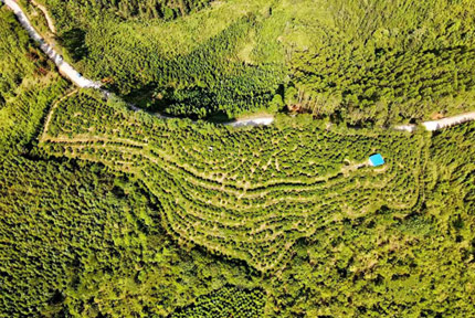 西林縣弄汪村：小小沙糖桔鋪就鄉(xiāng)村“振興路”時下，走進(jìn)西林縣那佐苗族鄉(xiāng)弄汪村，只見漫山遍野的沙糖桔三五成串壓滿枝頭，陣陣果香伴隨微風(fēng)撲面而來?！驹敿?xì)】 