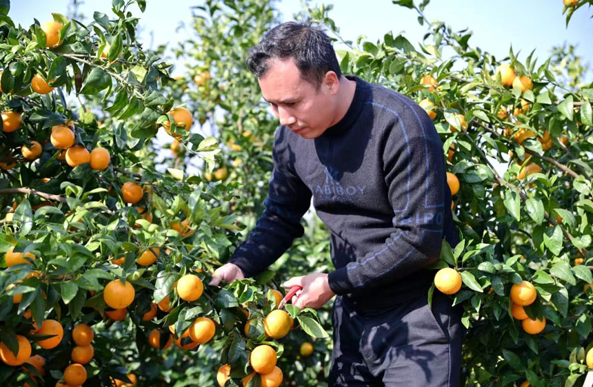 工作人員正在采摘沃柑。梁云龍攝