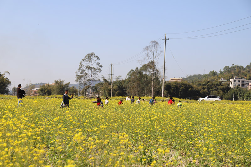 花海吸引了眾多游客前來觀賞。羅曉玲攝