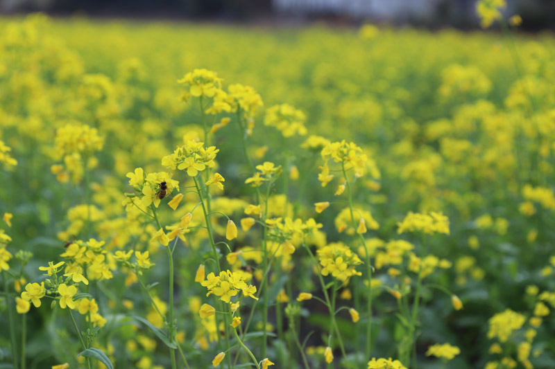 油菜花開正盛。羅曉玲攝