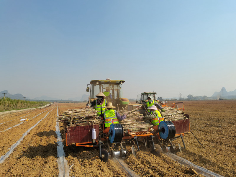 甘服公司耕種管服務(wù)隊在基地進行糖料蔗機械化播種。