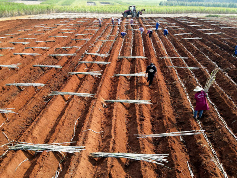 廣西博宣食品有限公司蔗區(qū)思靈鎮(zhèn)靈池村甘蔗種植大戶覃天炳組織近60多人，進(jìn)行新植蔗高產(chǎn)高糖品種桂糖44號種植，做到早種早管，爭取今年甘蔗大豐收，地頭出現(xiàn)一片繁忙的春季種植景象。