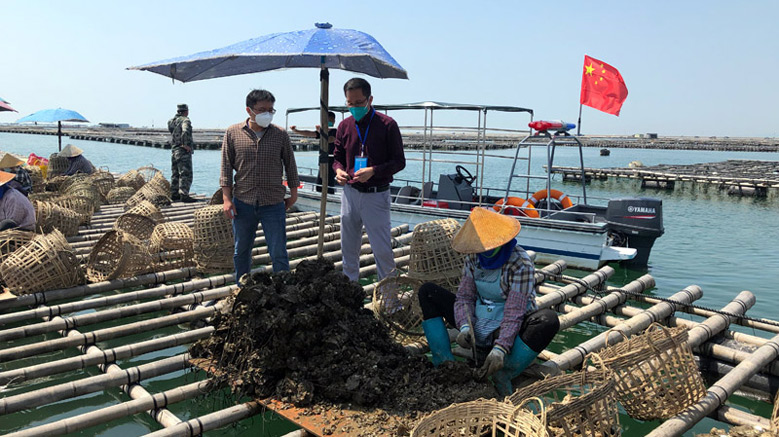 竹山村的生蠔養(yǎng)殖。