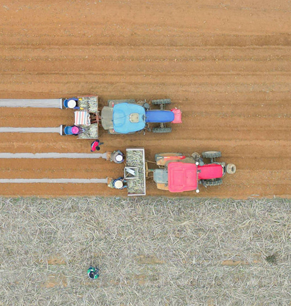 甘蔗聯(lián)合種植機正整齊有序地穿梭在田間地頭工作。