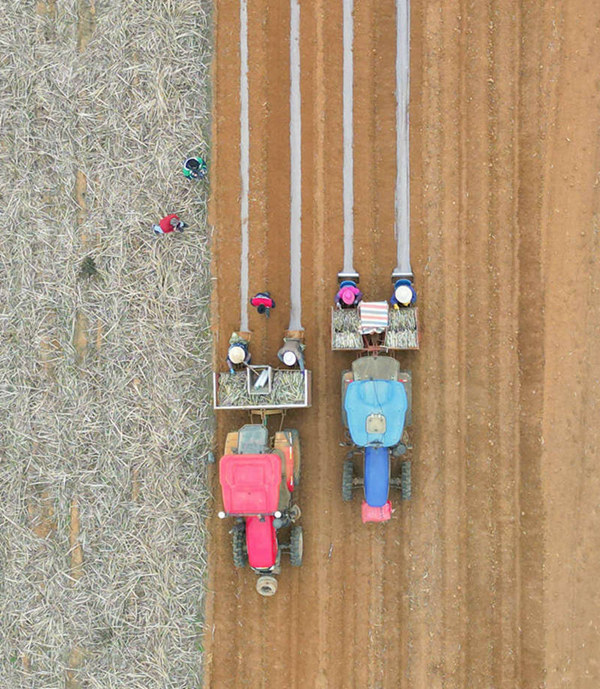 甘蔗聯(lián)合種植機(jī)正整齊有序地穿梭在田間地頭工作。