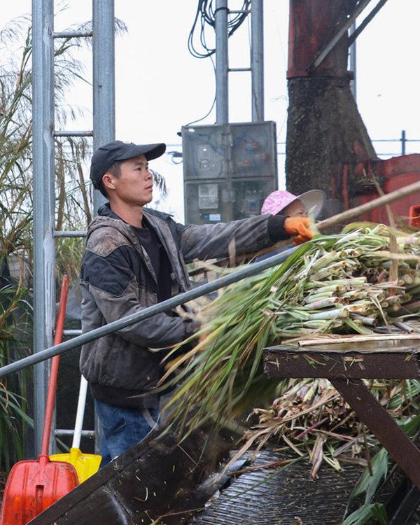 工人在尾葉處理生產(chǎn)線上作業(yè)。
