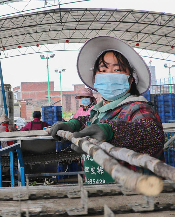 在甘蔗健康種莖生產(chǎn)線(xiàn)上，工人正進(jìn)行良種繁育工作。