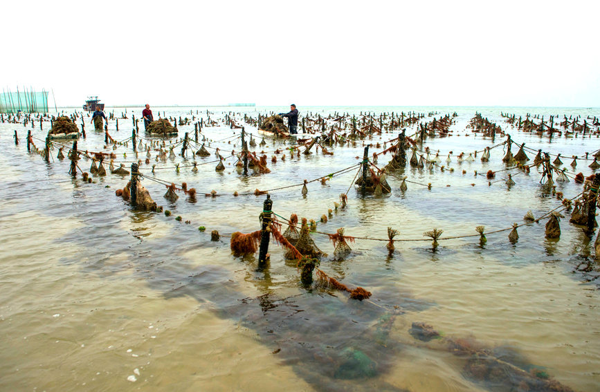 南珠養(yǎng)殖基地。徐紹榮攝