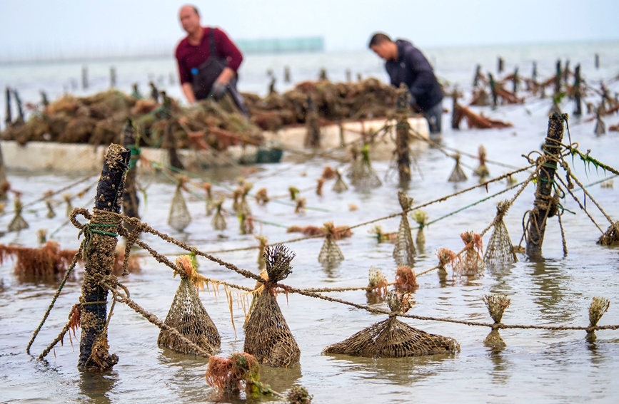 南珠養(yǎng)殖基地。徐紹榮攝